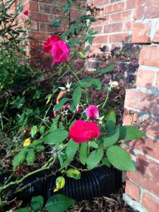 Knockout Roses - lacking a few blooms