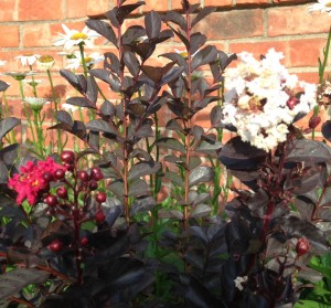 Black Diamond Crape Myrtle - I purchased a red one. It had a few red blooms and is now covered in light pink blooms.