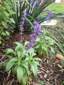 Back yard - Blue Salvia