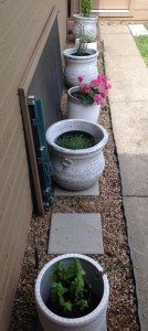 Back yard - Mint, thyme, parsley, and basil in pots and one pink geranium
